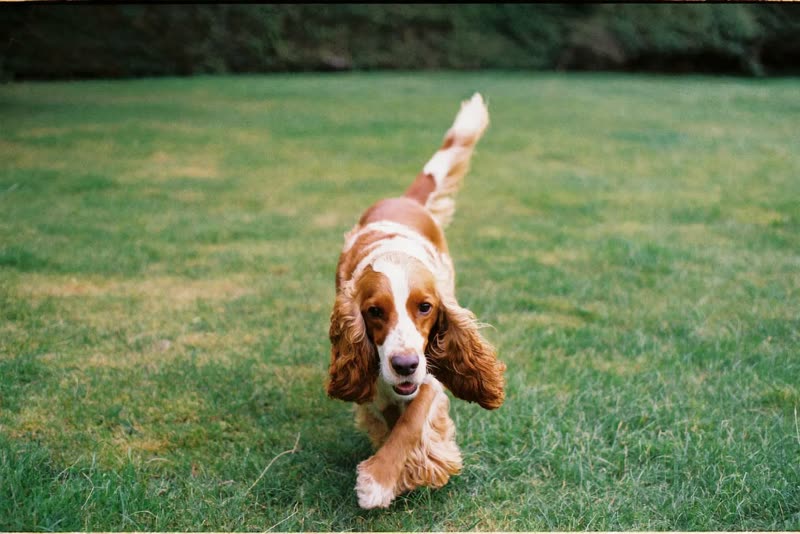 A spaniel walking on a grassy footpath
