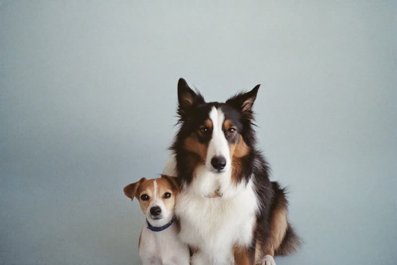 A terrier and a collie sitting side by side