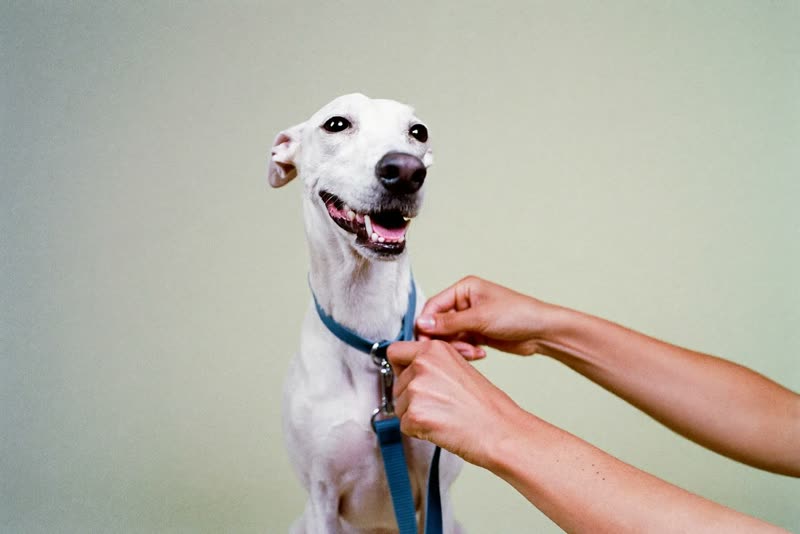 Hands clipping a lead onto a dog's collar