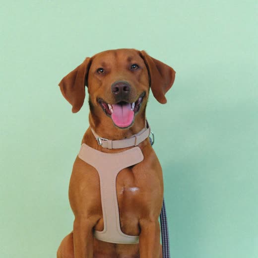 A dog in a harness and lead ready for a walk