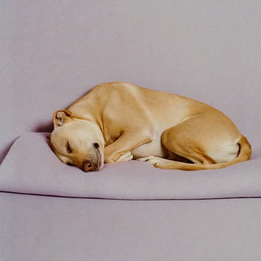A dog asleep on a folded blanket